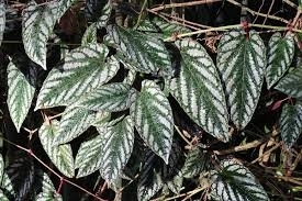 Trailing Begonia(Cissus discolor Blume)